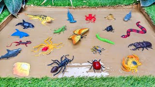 Muddy Sea Animals & Insects For Toddlers 🦗🐜🌿 Learn Insects Names in English
