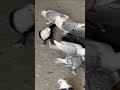 #kabutar #pigeonhouse #kabootar #pigeonlaver #pigeon #kabootarloft05