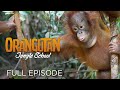 view Orangutan Jungle School: And So It Begins... (Full Episode) digital asset number 1