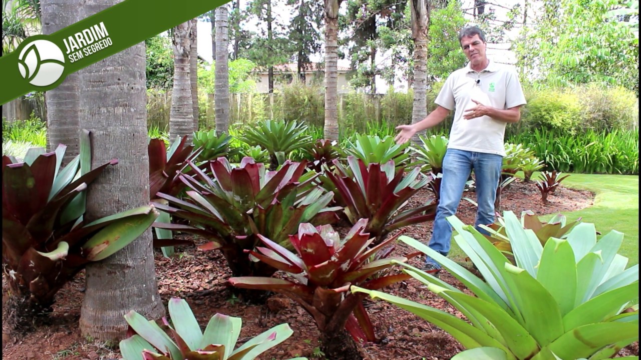 Bromelia imperial - Jardim sem segredo - thptnganamst.edu.vn