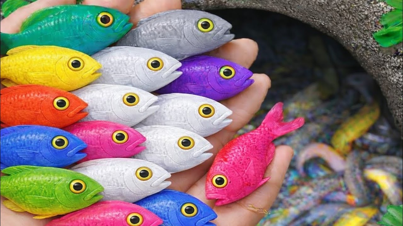 Catch fancy ornamental fish in tiny pond, guppy fish, red guppy, goldfish, pencil fish