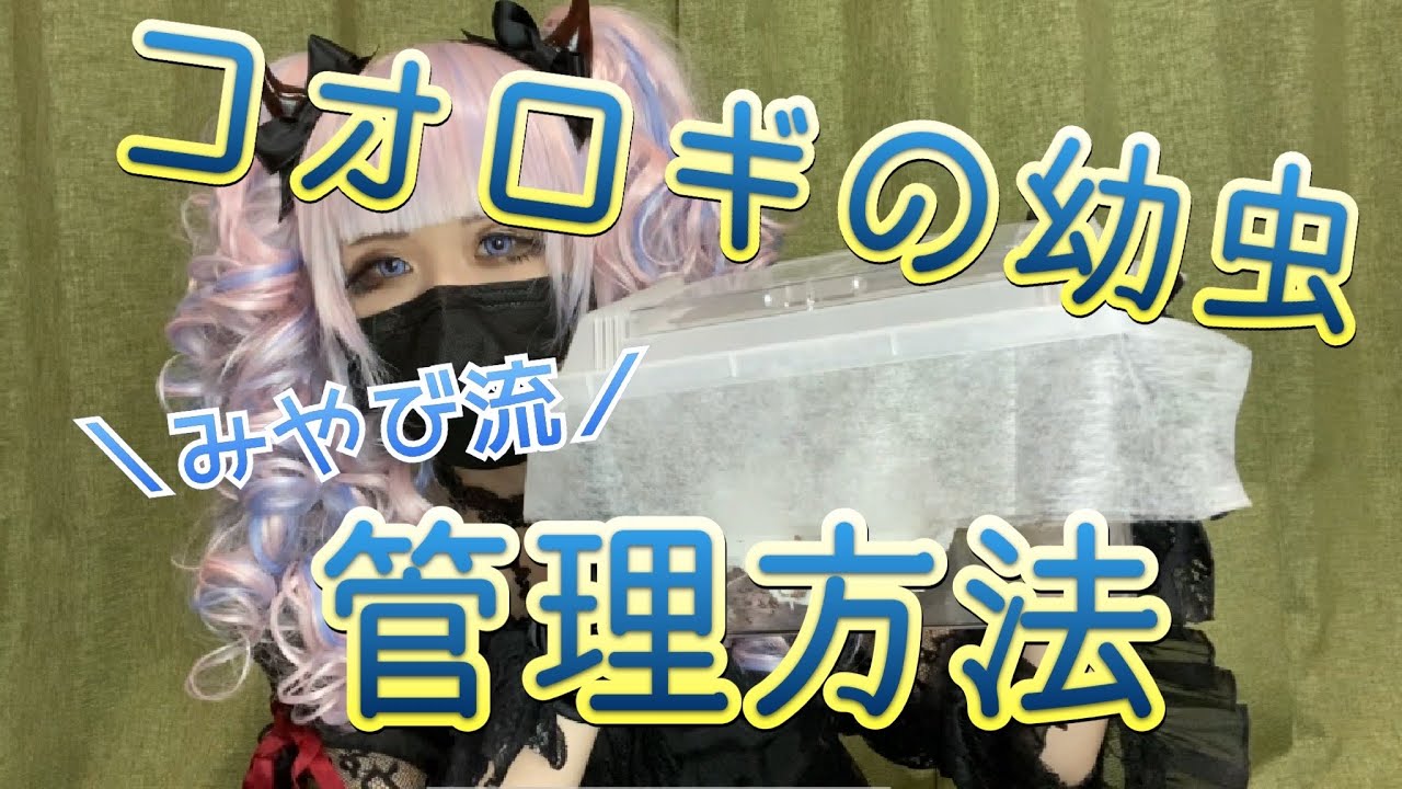 孵化したコオロギの管理方法【元 両生爬虫類飼育員】