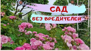 Сад без сорняков! Розы без вредителей! Гортензии без болезней!