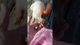 Белок много не бывает #парк #белки# семечки #орехи