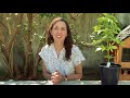 How to prune your weed plants | Leafly Homegrow Series