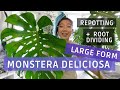 Monstera Deliciosa LARGE FORM: Repotting & Root Dividing