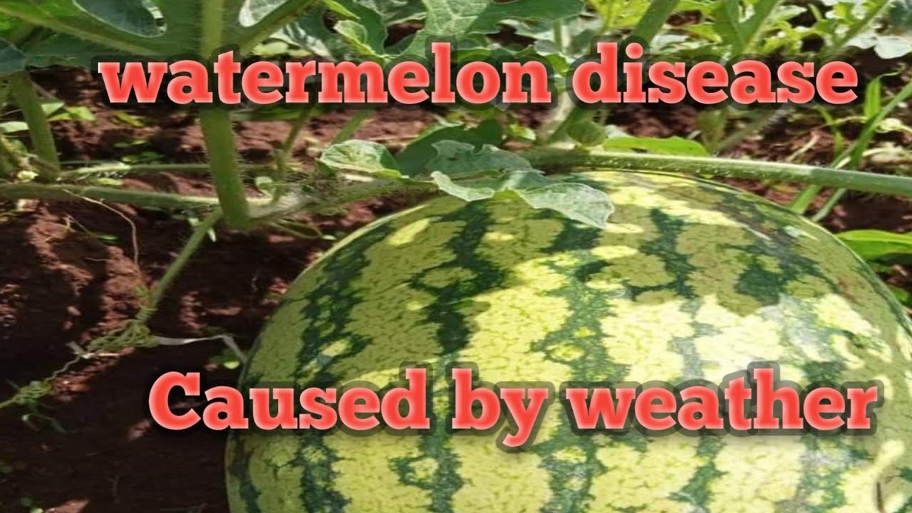 The diseases that affect watermelon 🍉 due change of weather. Hot to moisted cold weather effects