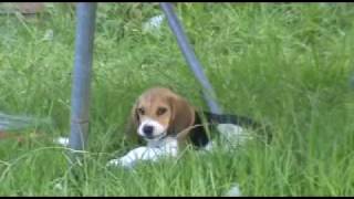 My Beagle Puppy Called Pluto