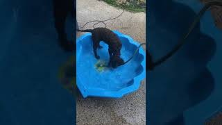 Murray River Curly Coated Retriever pup named Ruby  she loves water #cutepuppies