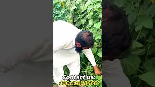 1 Acre Se 3 Acre Jitni Production Kheera Karela Pyaz Intercropping