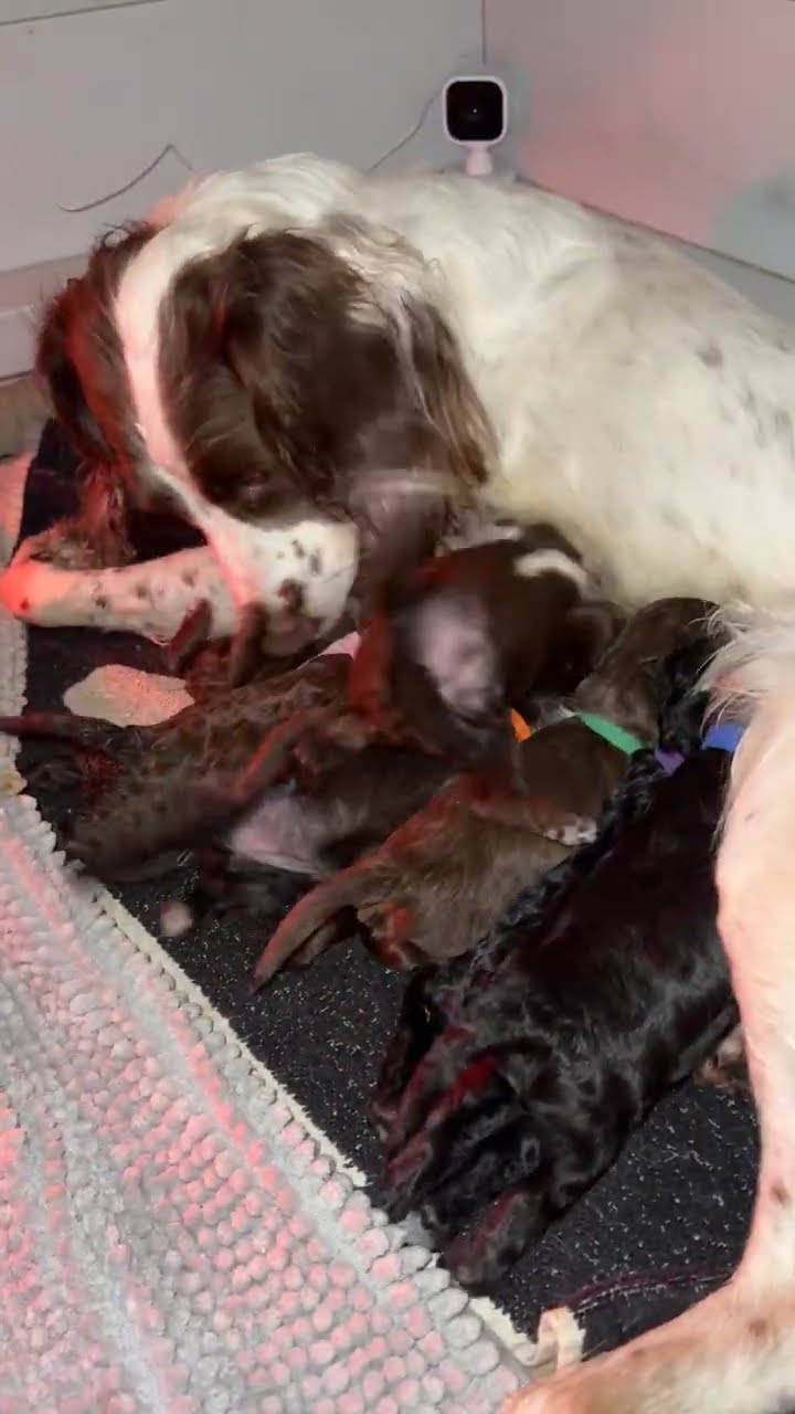 When the Milk Is Just That Good || ViralHog