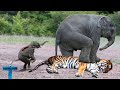 Top 10 Extreme And Craziest Animals Fights With The Wrong Opponent