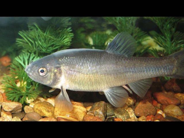 Species Profile # 35: The Fathead Minnow (Pimephales promelas) 