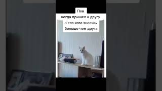 Когда с дружился с котом друга: