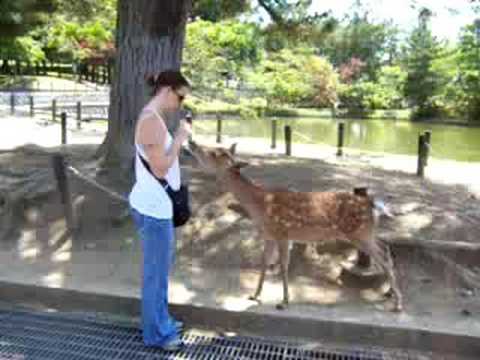 japanese-deer-bowing