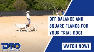 Off Balance and Square Flanks For Your Trial Dog!