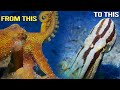 Shapeshifting Mototi Octopus, Animal Behaviors Morphing into SQUID - (Zamboanguita Philippines)