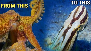 Shapeshifting Mototi Octopus, Animal Behaviors Morphing into SQUID - (Zamboanguita Philippines)