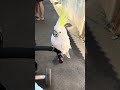 Jagan gangguin adek aku #parrot #talkingparot #birds #cockatoo #funnyanimal #cute #aww #funnymoment