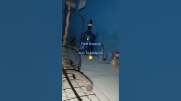Sangkar Jebak Perkutut Lokal.