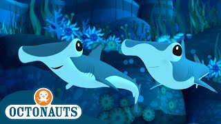 Octonauts - The Hammerhead Sharks | Cartoons for Kids | Underwater Sea Education