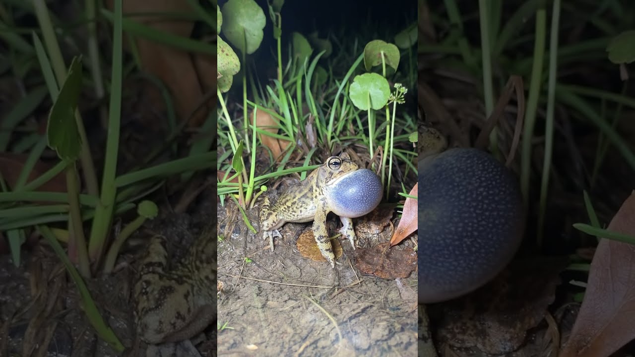 How Many Types Of Frogs Do You See 