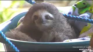 Rescued baby sloth Robin looks cute in his basket!  😊  Recorded: 04\/11\/23
