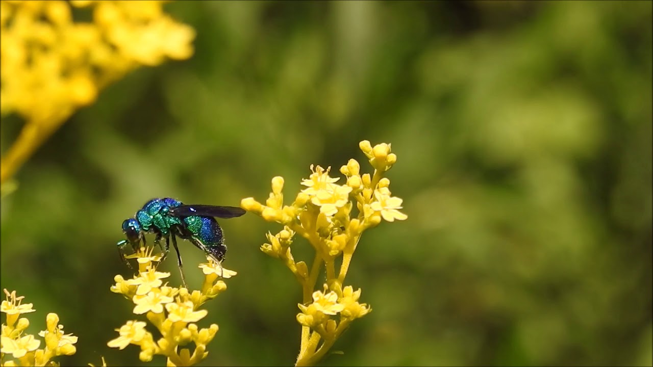 ムビる13696 オオセイボウ ooseibou