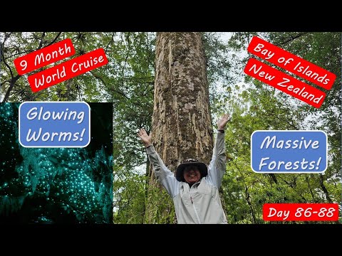 Bay of Islands New Zealand Tour. Glow Worms and Ancient Forests Video Thumbnail