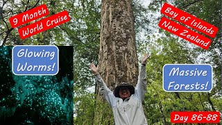 Bay of Islands New Zealand Tour. Glow Worms and Ancient Forests