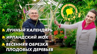 Как обрезать плодовые деревья | Уход за ирландским мхом | Секреты отменного урожая. Дача