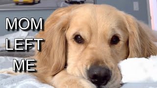 Will Comet Forgive Me?