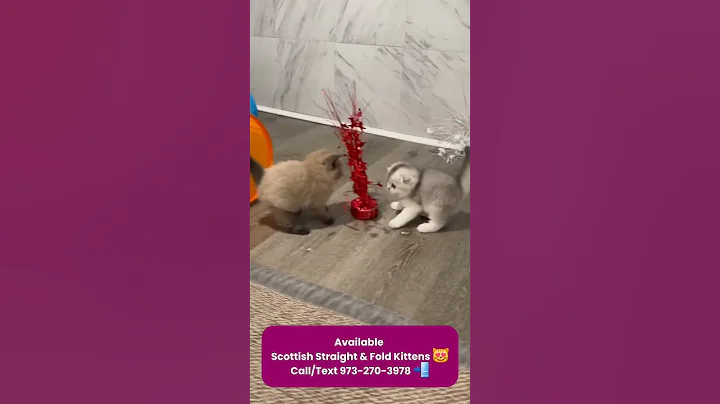 Watch the video about Available Scottish Straight & Fold Kittens 😻 #shorts #viral #kitten #cutecat #cat #kitty