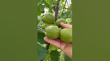 карликовый орех с крупными плодами