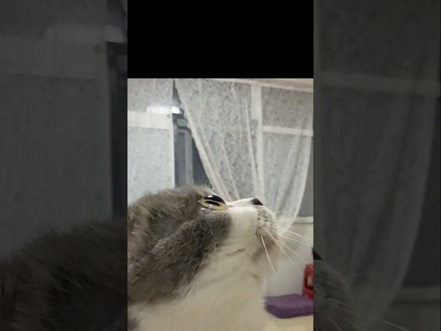 cute and funny animals 눈이 구슬같네.. #shorts