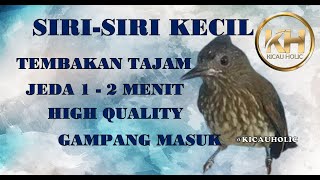 Siri Siri Kecil jeda 1-2 Menit, Tajam Jernih High Quality