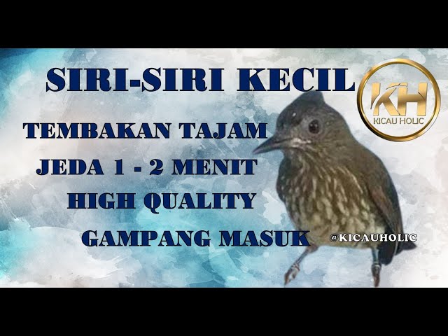 Siri Siri Kecil jeda 1-2 Menit, Tajam Jernih High Quality class=