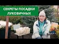 СУПЕР СПОСОБ ПОДСАДКИ ЛУКОВИЧНЫХ! ЛИЛИИ, РЯБЧИКИ, НАРЦИССЫ,  ТЮЛЬПАНЫ И КРОКУСЫ.