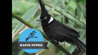 Suara Merdu Cililin Betina || Terapi Pancingan Untuk Cililin Jantan Supaya Gacor || Masteran Burung