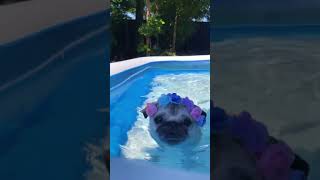 #Shorts Best Funny Dogs Videos | Dogs Are Best Friends Of Human | Dogs Funny Videos