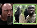 Joe Rogan | Imagine Seeing a Gorilla if They Didn't Exist