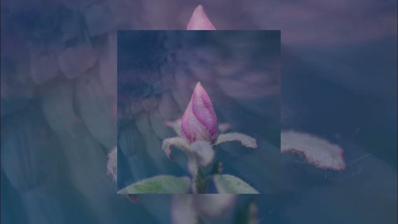 Equanimous, Bliss Looper - Sentimental Equanimous, Bliss Looper - Sentimental