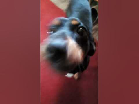 собака Баскервиллей - YouTube
