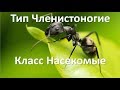 10.4  Класс Насекомые (7 класс) - биология, подготовка к ЕГЭ и ОГЭ 2018