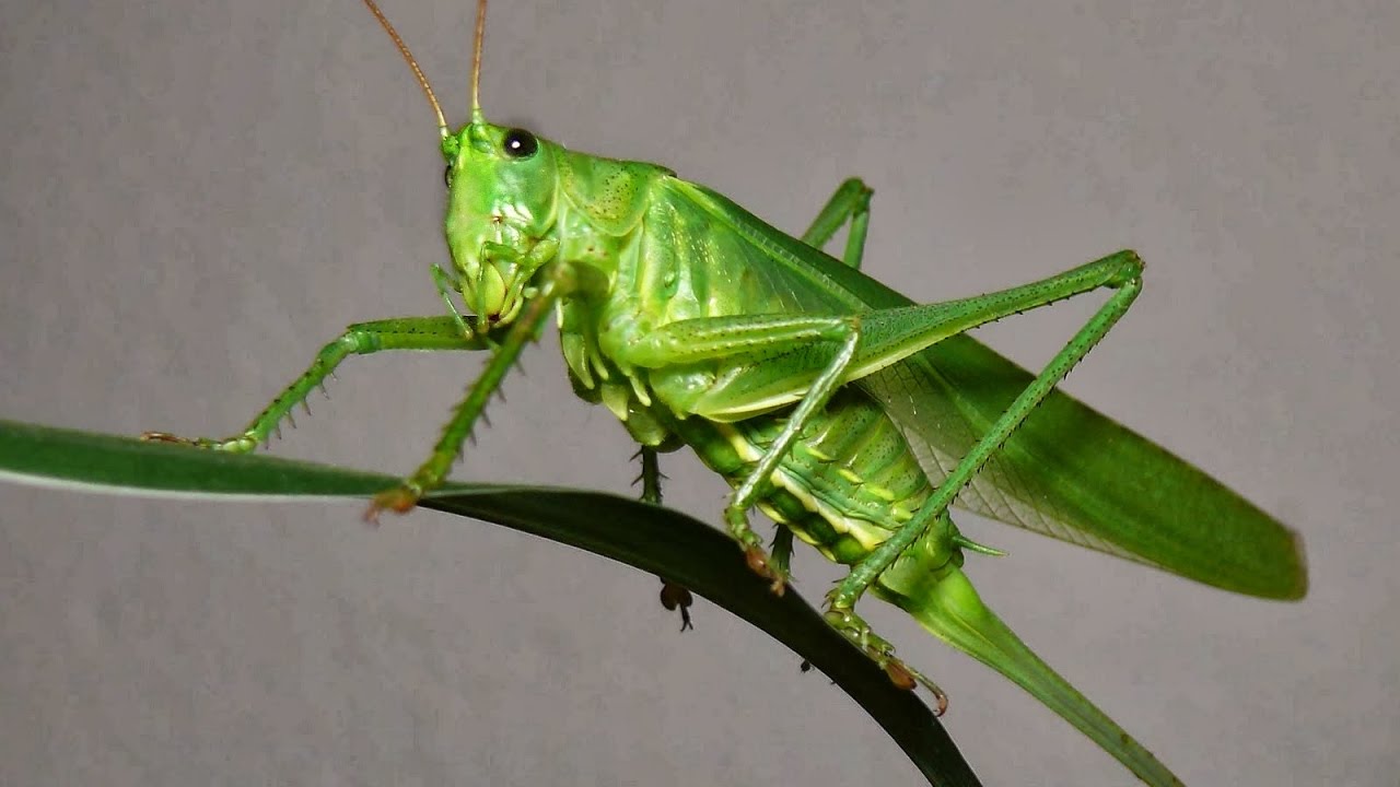 Sering Dianggap Remeh Ternyata Ini Manfaat Luar Biasa Belalang Yang Sering Dianggap Remeh Ternyata Ini Manfaat Luar Biasa Belalang Yang
