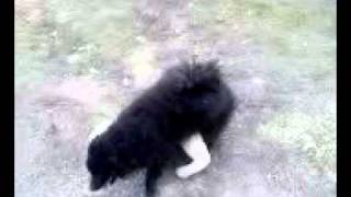 Pas Koji Jee Psa Lutku....pogledajte Owo Smesno Je