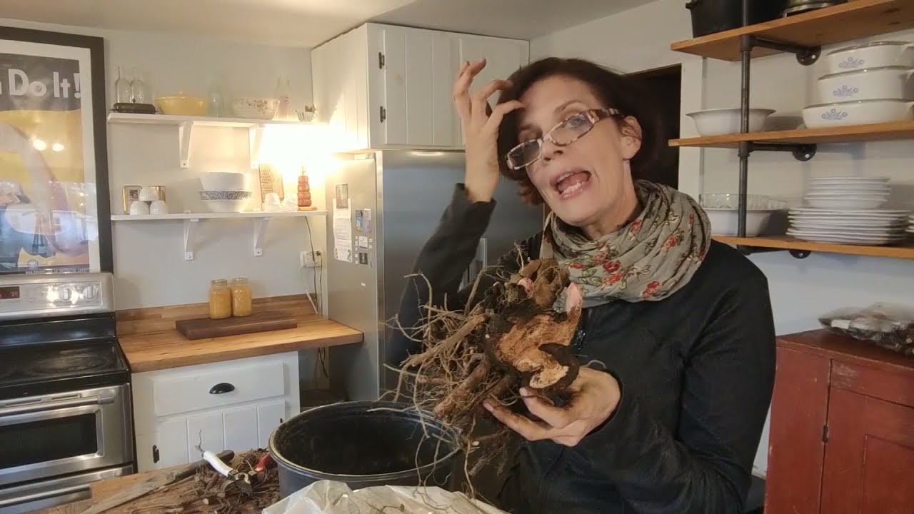 Planting a Bare Root Peony