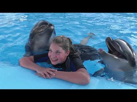 Video: Delfinium Na Novom Zélande (29 Fotografií): Vysadenie Trvalého Delfínia A Starostlivosť O Rastlinu, Siatie Obrovského Delfínia, Najmä Odrôd
