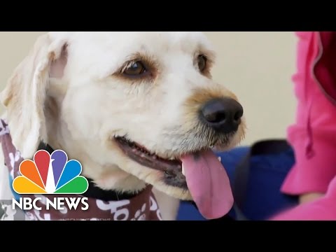 Video: Pastogės perdarymas davė dešimtys tūkstančių šunų antros galimybės