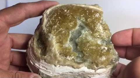 Fossil Calcite Clam Shell! Only found in Ft. Drum Florida. CS14